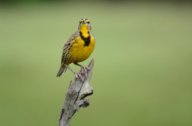 Doğu meadowlark