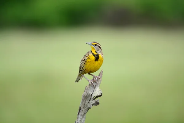 Doğu meadowlark