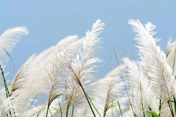 Tall Grass — Stock Photo, Image