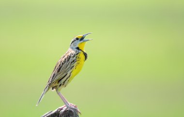 Doğu Meadowlark erkek