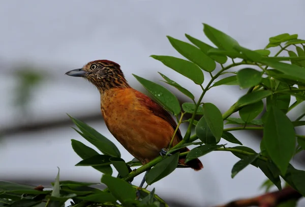 Kvinnliga myrtörnskata — Stockfoto