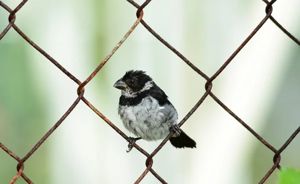 Variable Seedeater Male — Stock Photo, Image