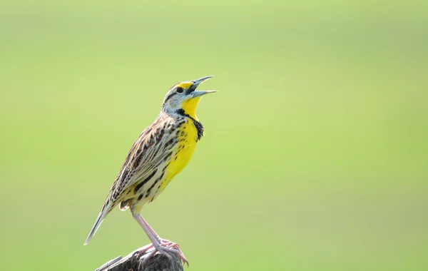 동부 Meadowlark 남성 — 스톡 사진