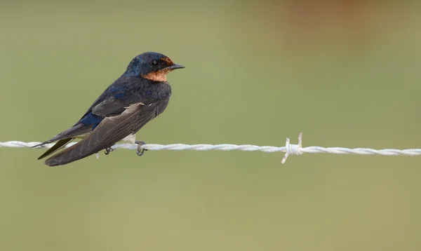 Barn Swallow (Hirundu rustica) — Stock Photo, Image