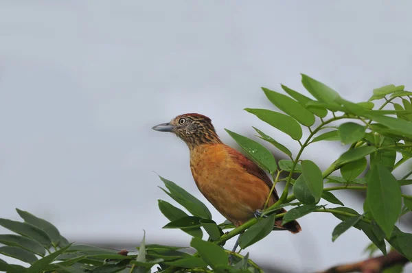 Antshike Weibchen — Stockfoto