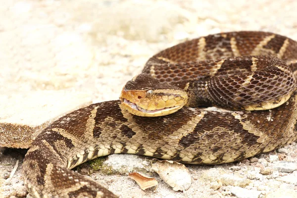 Cobra de Ferdelância — Fotografia de Stock