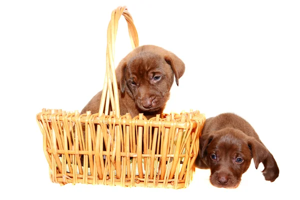 Cuccioli marroni — Foto Stock