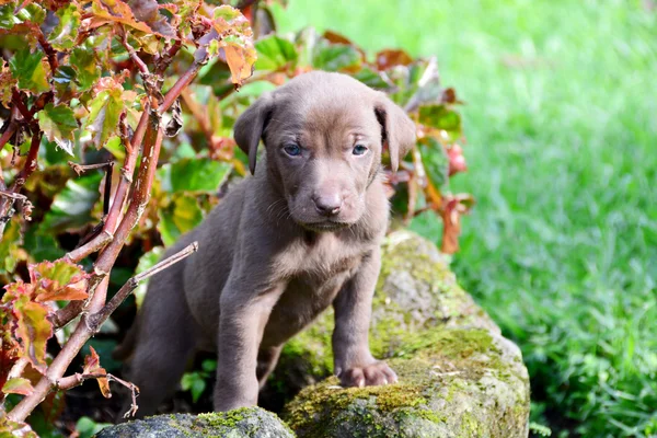 Cucciolo di Weimaraner — Foto Stock