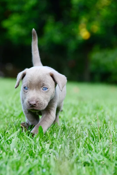 Weimaraner Pup — Stock Photo, Image