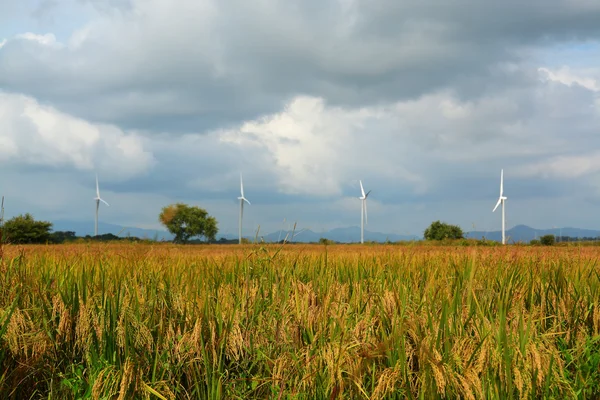 Campi di riso e turbine eoliche — Foto Stock