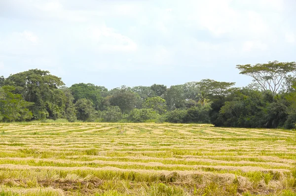 Campos de arroz — Fotografia de Stock