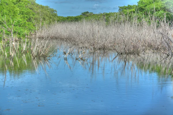 Mangrowe jezioro — Zdjęcie stockowe