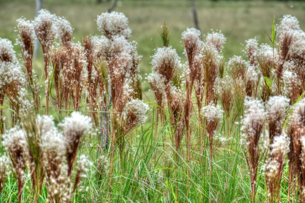 หญ้าสูง — ภาพถ่ายสต็อก