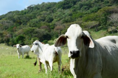 brahman inek