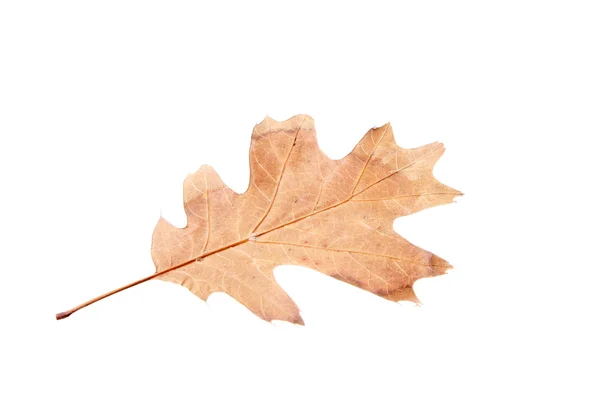 말린된 잎 — 스톡 사진