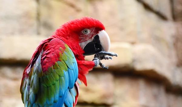 Scarlet macaw (Ara macao) — Stock Photo, Image