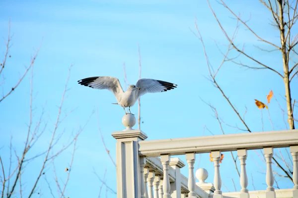 Seagul — Stock Fotó