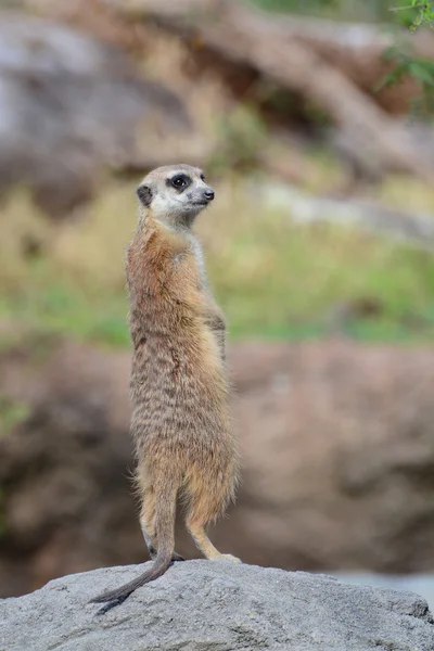 Suricata — Stock Photo, Image