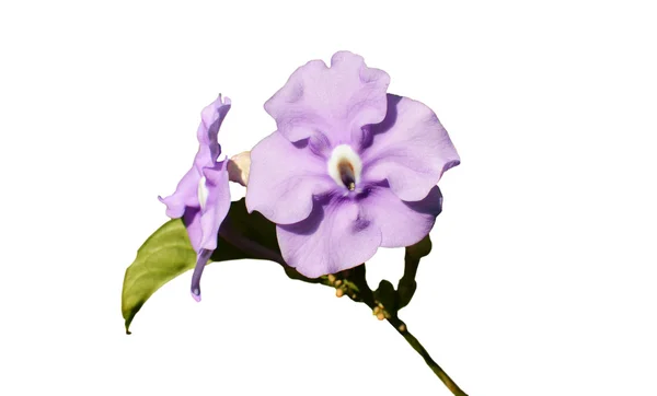 Flower over White — Stock Photo, Image