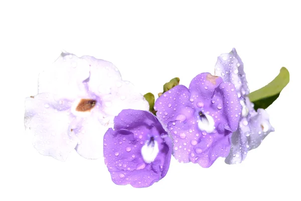 Wet Flowers — Stock Photo, Image