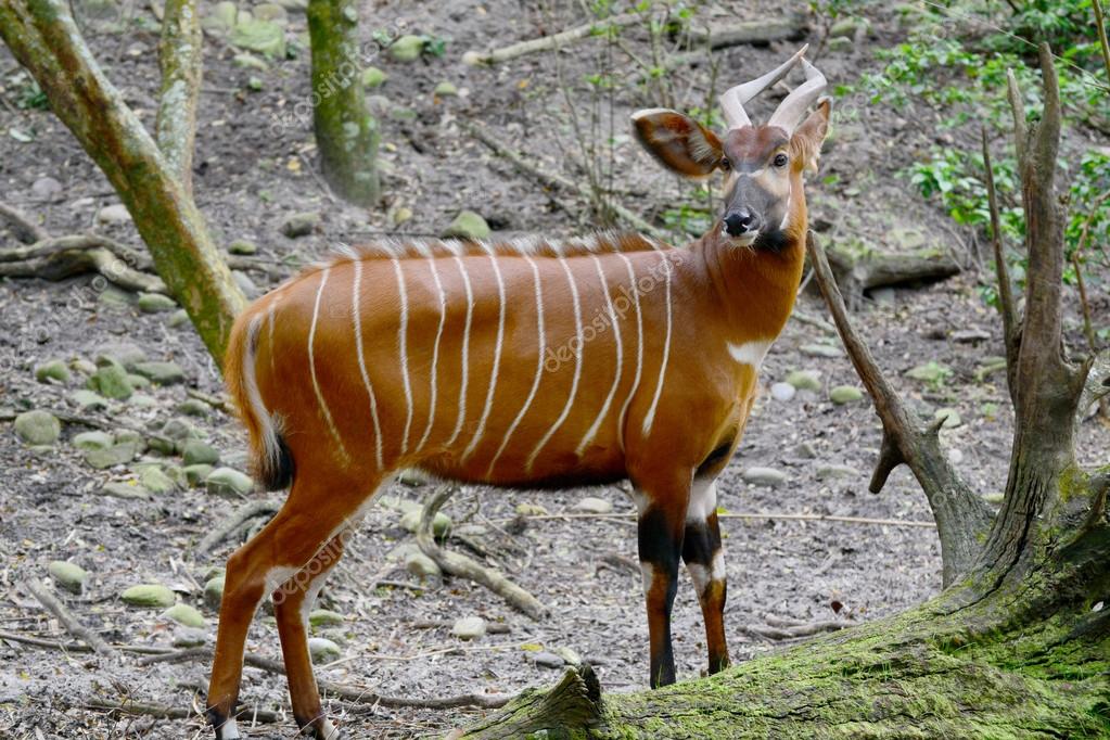 the bongo (tragelaphus eurycerus) is among the largest of the