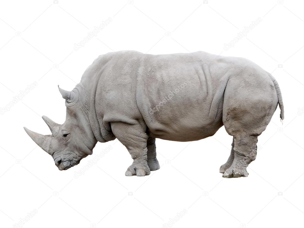 Rhino