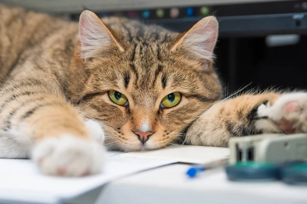 Cat lying on an office table among office supplies. Home workplace during remote work