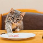 stock-photo-young-cat-eating-food-from