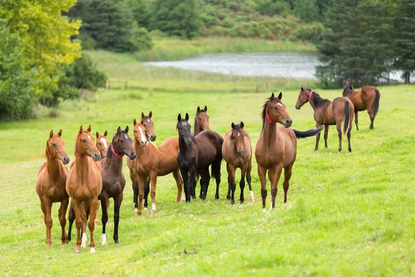 Allevamento di cavalli — Foto Stock
