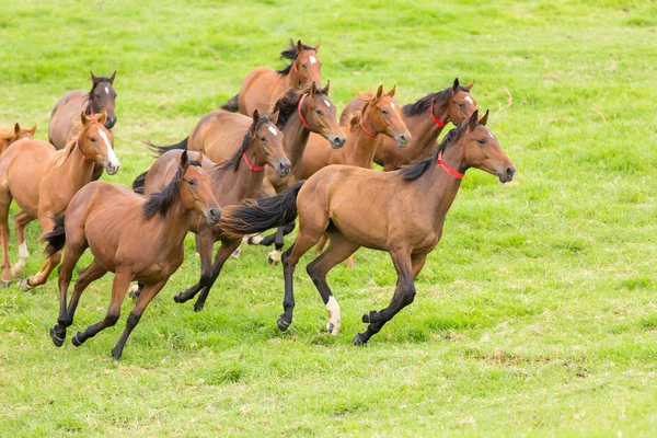 Manada de caballos corriendo en el campo — Foto de Stock