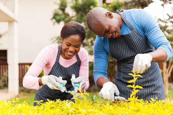 Couple trimming plants — Stock Photo, Image