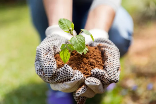 Mulher que detém solo e planta — Fotografia de Stock