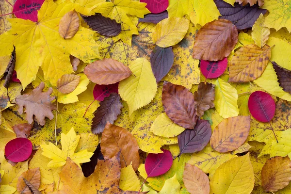 Náhodné podzimní listí — Stock fotografie