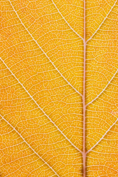 Orange leaf macro — Stock Photo, Image