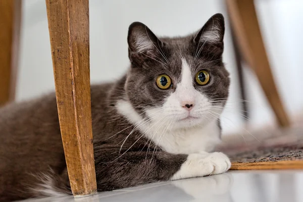 Cat portrait — Stock Photo, Image