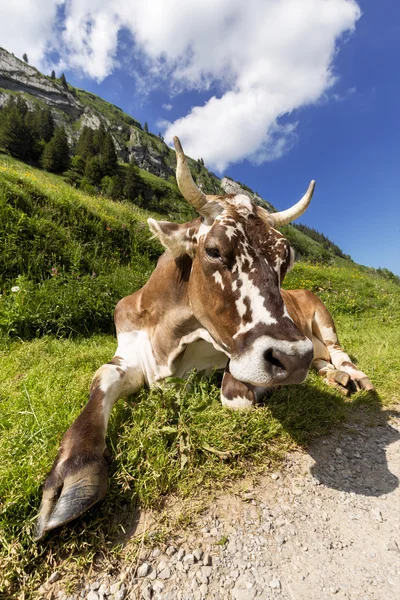 Relaxed cow — Stock Photo, Image