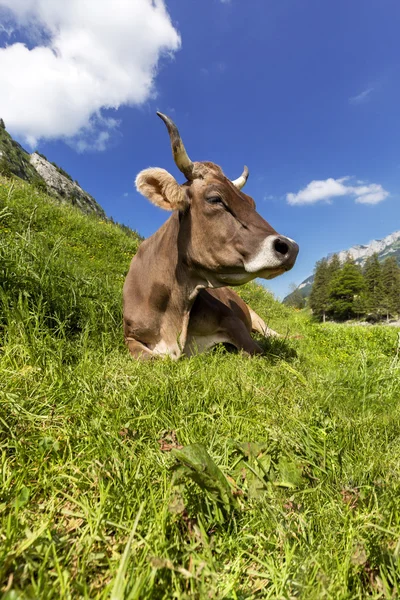Relaxed cow — Stock Photo, Image