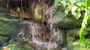 Lush Natural Setting 4K Video 'da Küçük Şelale Yosun Kayalarının Üzerinde Akıyor