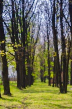 Arka plan bulanıklık. Böke. Güneşli havalarda orman