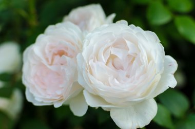 Güzel gül blooms bir Bush bahçede