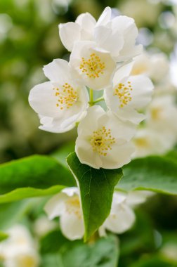 Yasemin bush bir güneşli yaz günü çiçek