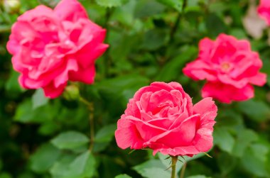 Güzel gül blooms bir Bush bahçede