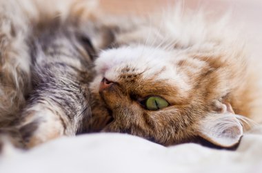 kabarık kedi