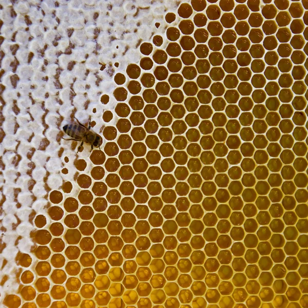 Gele mooie honingraat met honing en bijen — Stockfoto
