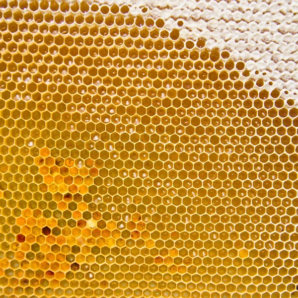 Panal de abeja con miel fresca y polen — Foto de Stock