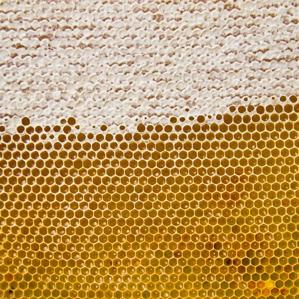 Honingraat met verse honing gouden kleur — Stockfoto