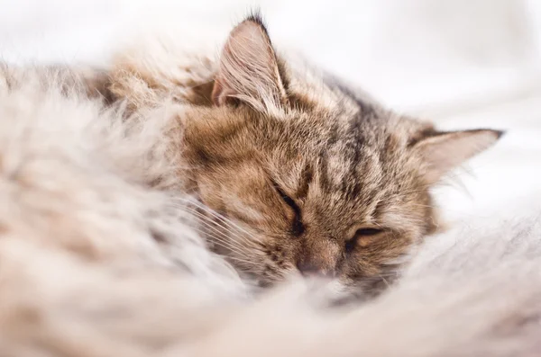 Niedliche kleine graue Katze ruht — Stockfoto