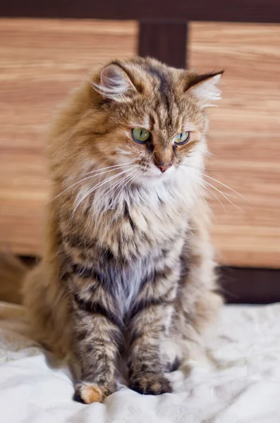 Pisică pufoasă — Fotografie, imagine de stoc