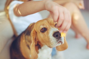 Küçük av köpeği Beagle evde bir halının üzerinde yatıyor..