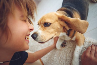 Tatlı çocuk evde Beagle köpeğini besliyor..